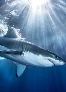 鲨鱼爆料吴楚涵视频大全,吴楚涵视频大全揭秘幕后真相